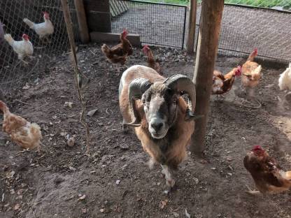 Kamerun Schafbock