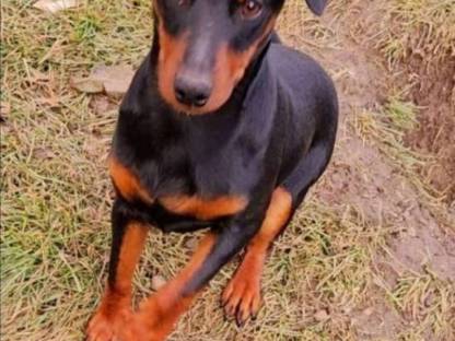 Bild 9:Zwergpinscher Welpen
