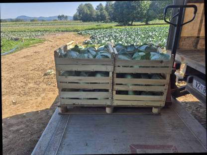 Bild 7:Weißkraut, Kohl