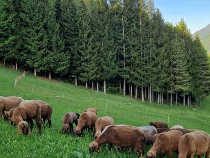 Bild 2:Verkaufe 2 weibliche braune Bergschaflämmer