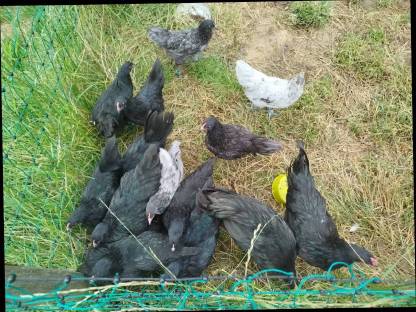 Australorps