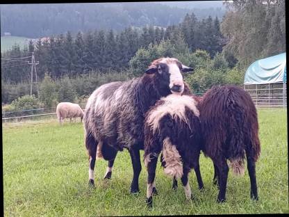 Bild 5:Krainer Steinschaf Widder