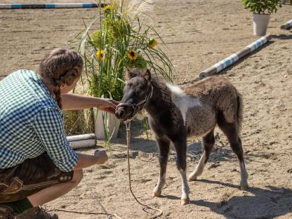 Bild 4:Mini Shetlandpony Wallache