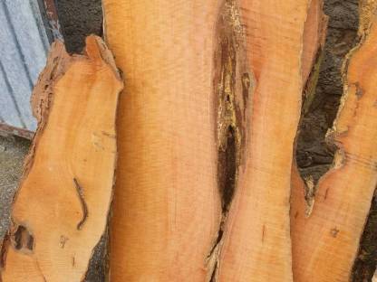 Bild 3:Birnbaum Eichen