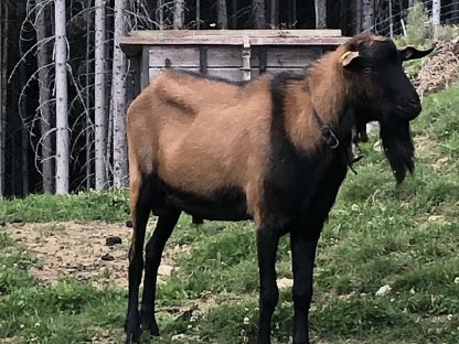 Gamsfärbiger Ziegenbock Pinzgauer