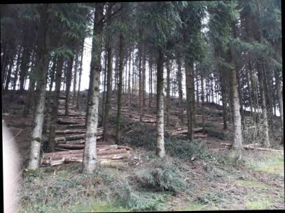 Bild 2:Waldgrundstück