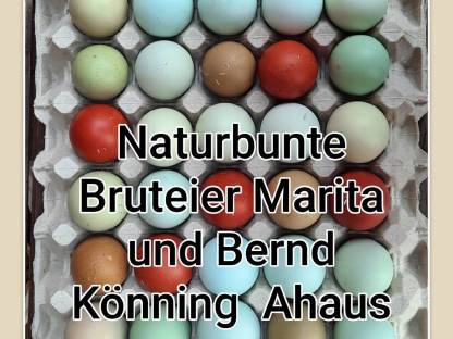 Bunte Bruteier 10 + 2 Gratis € 17,- Easteregger Eier