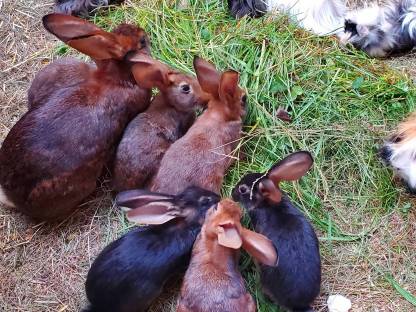 Bild 9:Hasenkaninchen reinrassig