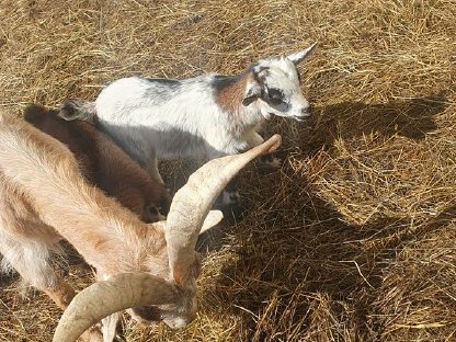 Bild 3:Zwergziegenkitze zu verkaufen