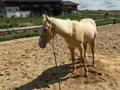 Paint Horse Hengst Dunnit Poco Snap