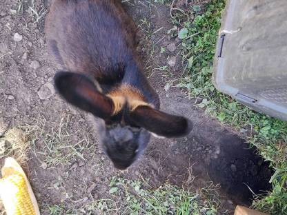 Loh Hase mit Kind