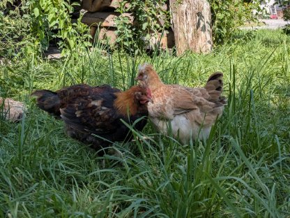 Bild 2:Sulmtaler Jungtiere