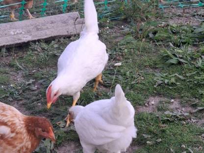 Bild 3:Junge Hähne zu verkaufen, geschlüpft Anfang April