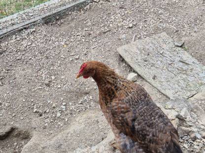 Bild 4:Bielefelder Kennhuhn