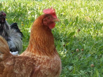 Bild 3:Bruteier bunter Hühnertruppe