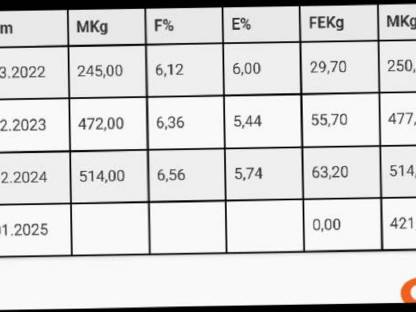 Bild 5:Widder Ostfriesisches Milchschaf