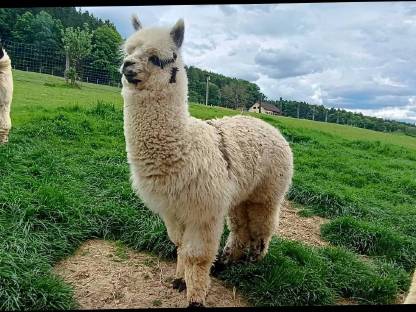 Bild 2:Alpaka-Steppdecke, Ganzjahres-Steppdecke Alpaka