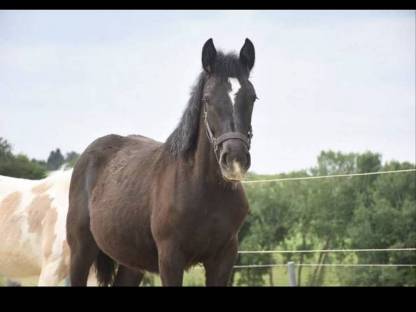 Noriker Absetzer sucht ab sofort neues Zuhause
