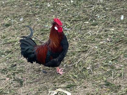 Bild 7:Altsteirer Hühner