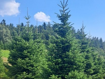 Bild 4:Nordmanntannen - Christbäume
