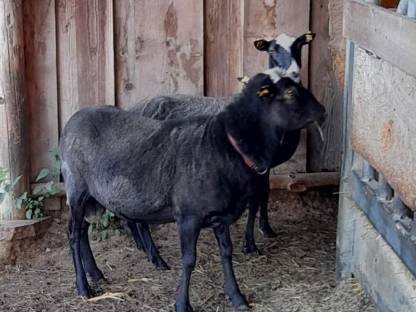 Bild 2:Braver Romanov-Widder