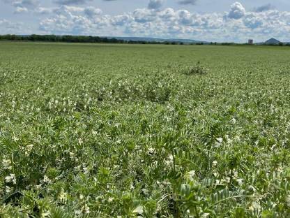 Bild 3:Bio-Winterwicke