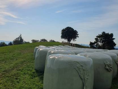 Bild 7:Maissilageballen