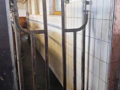 Bild 5:GEA Melkstand