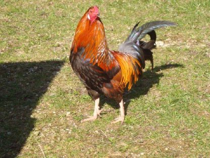 Bild 5:Grünleger - Deutsches Buschhuhn