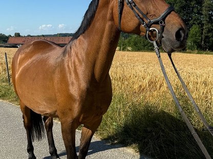 Tschechisches Warmblut, Stute, 13 Jahre, 150 cm, Brauner