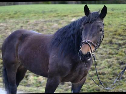 Bild 7:Sportliche Norikerstute - Benita