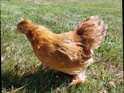 Bild 3:Zwergcochin Mix Hennen