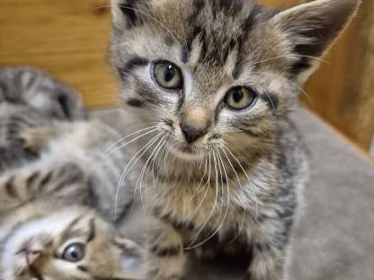 Katzenbabys