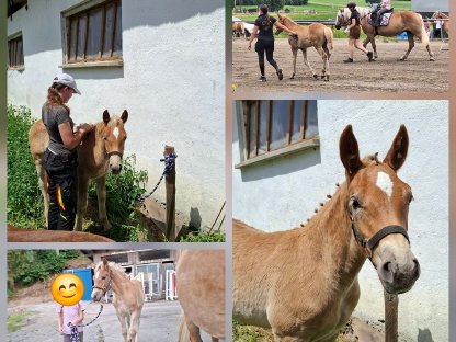 Bild 2:Haflingerfohlen der Sonderklasse