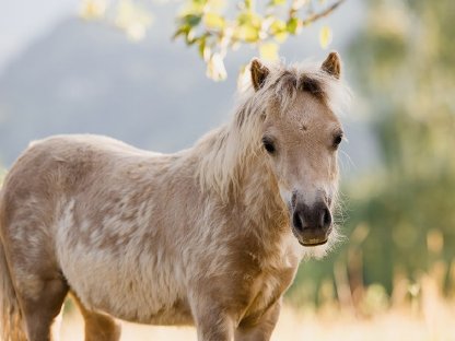 Bild 3:Typvolles Hengstfohlen in Sonderfarbe Mushroom