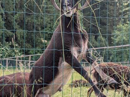 Bild 5:Soayschafe (Bio)