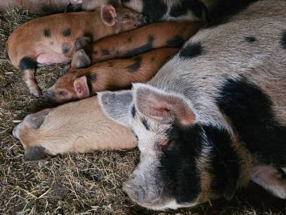 Bild 3:Hühner, Höckergänse, Puten, Kunekune, Bruteier