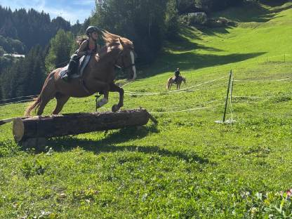 Bild 6:Allround Stute 9-jährig