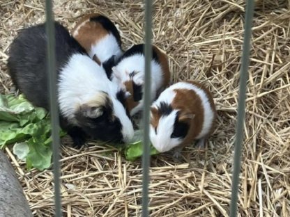 Meerschweinchen