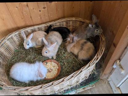Bild 2:Süße kleine Zwergkaninchen in allen Farben