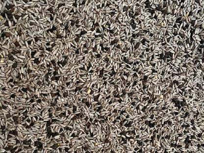 Bild 3:Bio Grünschnittroggen