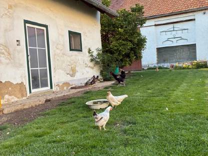 Bild 6:Zwerghuhnpaar zuchttauglich und blutsfremd