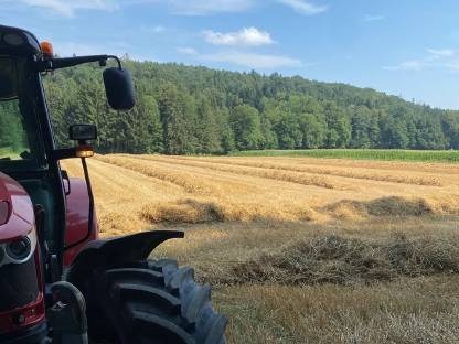 Bild 2:Weizenstroh Kleinballen