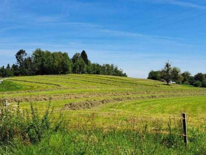 Bild 5:Silageballen günstig