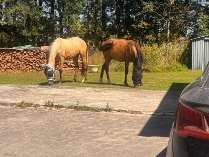 Bild 8:Deutsches Reitpony von Gold Garant