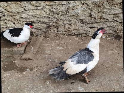 Bild 4:Warzenenten, Laufenten, Gänse