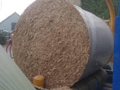 Miscanthus in Rundballen (Stroh)