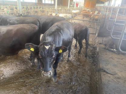 Bild 6:Verkaufe Wagyu-Kreuzungsochsen