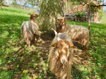 Bild 9:Zackelschaf-Bock