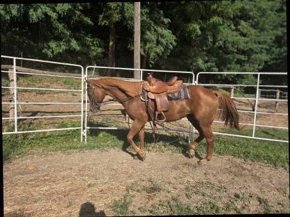 Bild 2:American Quarter Horse Hengst Tommy Wild